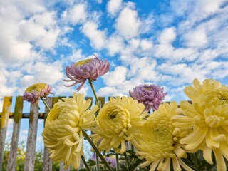 Big yellow and lilac chrysanthemums with fence with blue sky and cloud