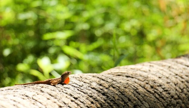 Closeup of a brown anole on wood in a forest under the sunlight in Fort Myers, Florida