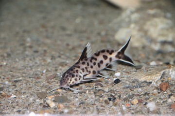 Synodontis polli fish swimming underwater in a blurred background