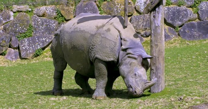 Indian rhinoceros (Rhinoceros unicornis) with an itch, scratching his head on a wooden pole, Beauval zoo's "Asian plain" area, France