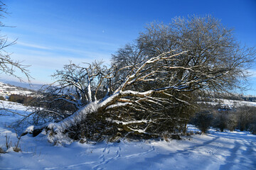 schneebedeckter umgestürzter Baum