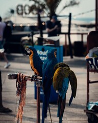 Macaw parrots perched on a metal stand