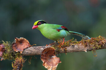 Latpanchar, Darjeeling district of West Bengal, India. Common green magpie, Cissa chinensis