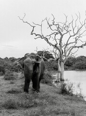 Vertical grayscale of a beautiful elephant next to a leafless tree near a lake in a zoo