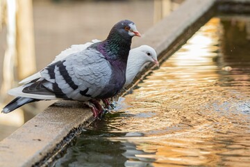 Beautiful shot of Pigeons (Columba livia domestica), drinking water from a concrete pond