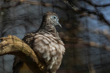 Zebra dove or barred dove (Geopelia striata), perched on a branch against a blurry background
