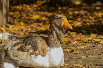 Closeup shot of an Oland goose sitting on a field covered with leaves on a sunny day