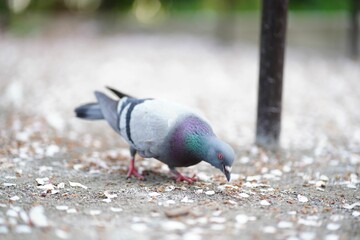 Closeup shot of a Feral Pigeon eating seeds from the ground