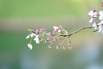 Macro of flower buds on a tree branch during spring