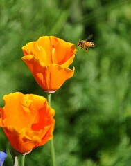 Macro shot of a bee on orange poopy in a arden