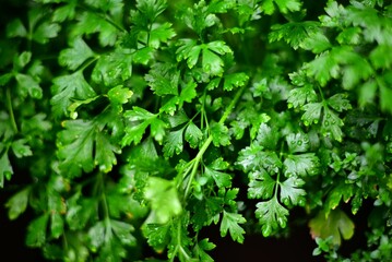 Beautiful closeup of a fresh green parsley