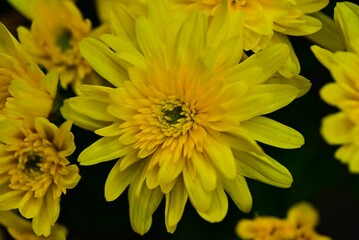 Selective focus of yellow Chinese Chrysanthemum in a garden