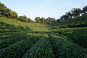 Fototapeta na wymiar Tea fields in Hangzhou on the mountain slopes, in China