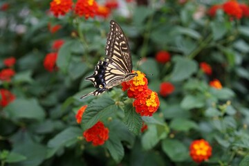 Closeup of an Asian swallowtail butterfly on a flower
