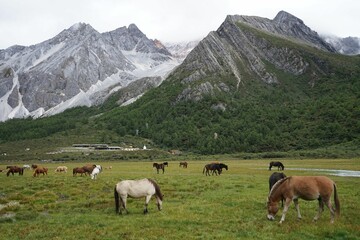 Horses grazing on cloud-capped mountains in the Daocheng Yading National Park, Sichuan, China.