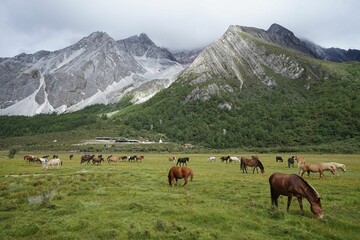 Horses grazing on cloud-capped mountains in the Daocheng Yading National Park, Sichuan, China.