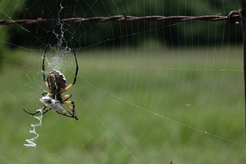 Orb-weaver spider spinning a web on a barb wire fence to capture insects like the grasshopper