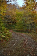 Beautiful view of a narrow path between lush trees in a forest in autumn