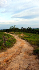 Road in the middle of the forest 