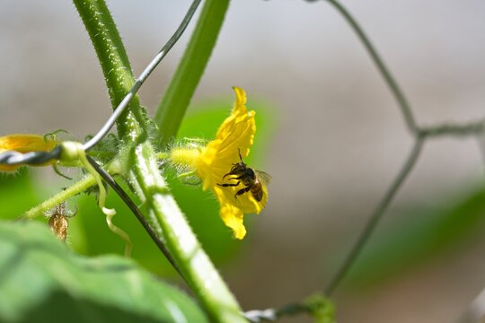 Selective focus shot of a bee pollinating in yellow cucumber flower behind mesh wire fence