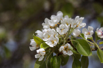 spring flowering fruit trees
