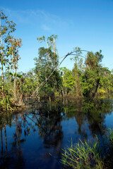 Obraz premium lake in the forest