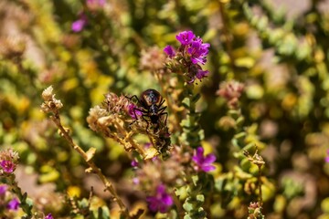 Selective focus of a Meloinae on lilac flowers growing in the Atacama desert, Chile