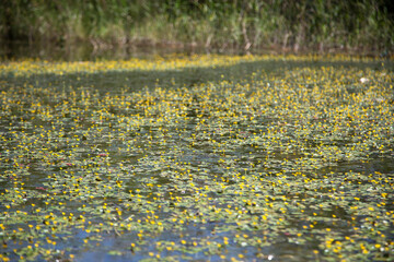 field of dandelions