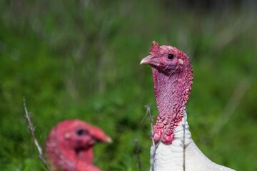 Closeup of a turkey in a field under the sunlight with a blurry background