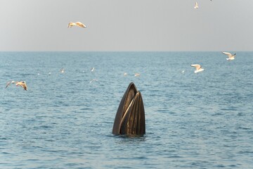 a whale sticking its head out in the ocean as seagulls hove above