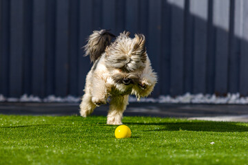 Adorable fluffy dog playing catch with a yellow ball