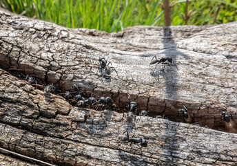 A species of winged black ants in an anthill