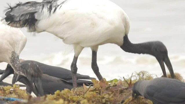 Time-lapse of flock of white herons and black egrets grazing near the riverbank