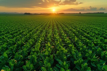 AI generated illustration of Soybean Field at Dawn with Rows of Planted Young Field Crops