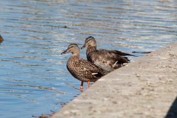 Beautiful view of ducks swimming in the lake