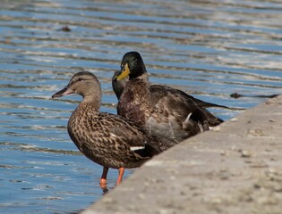 Beautiful view of ducks swimming in the lake