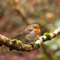 Fototapeta premium Closeup view of cute robin perched on a tree branch