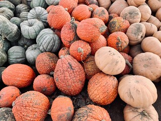 Closeup of pumpkins in a market