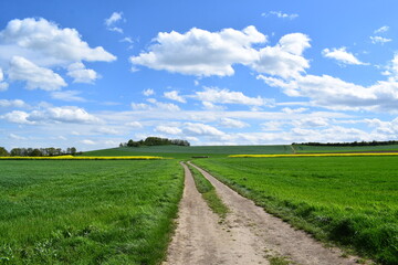 dirt road in spring green landscape