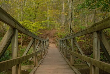 Obraz premium Wooden bridge surrounded by dense trees