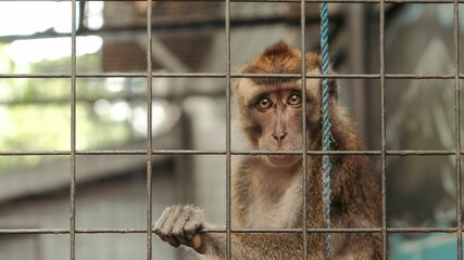 Beautiful brown monkey holding onto a cage and waiting for food © Wirestock