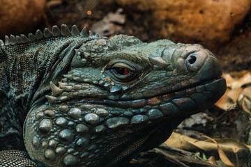Fototapeta premium Closeup of a Cayman Brac Ground Lizard (Cyclura nubila caymanensis)