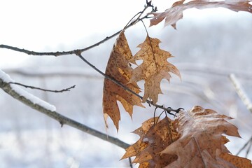 Closeup shot of a branch with drying brown leaves