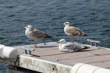 Three gulls on the dock