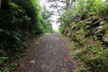 Path through forest with wild vegetation in both sides