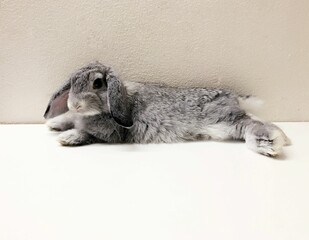 Gray bunny laying on the white floor in front of a white wall
