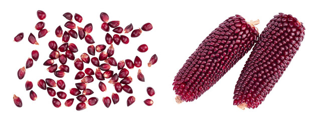 Purple corn or maize seeds isolated on white background. Top view. Flat lay