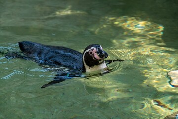 High angle shot of an African penguin swimming in the water at a zoo