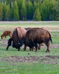 Fototapeta premium Vertical shot of big bisons fighting in an open field with the calf and the trees in the background