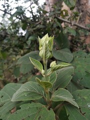 Clerodendrum infortunatum Flower bud getting ready.